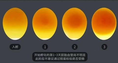 我的世界手机版鸡蛋怎么孵化[图2]